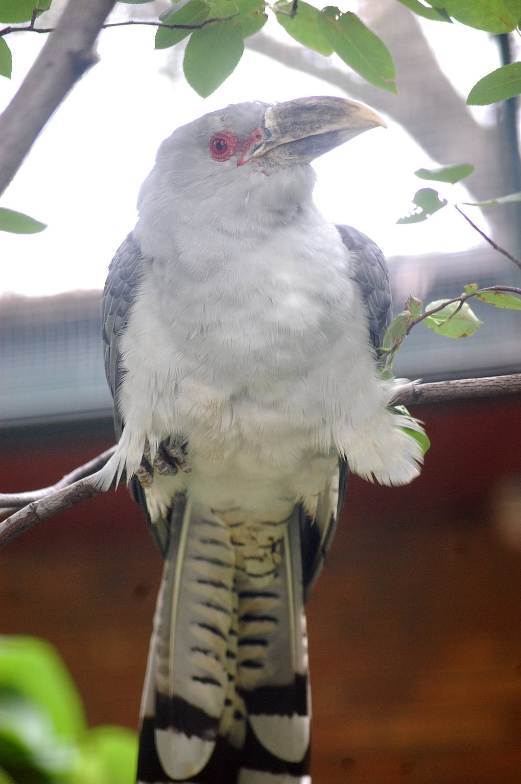 Channel Billed Cuckoo