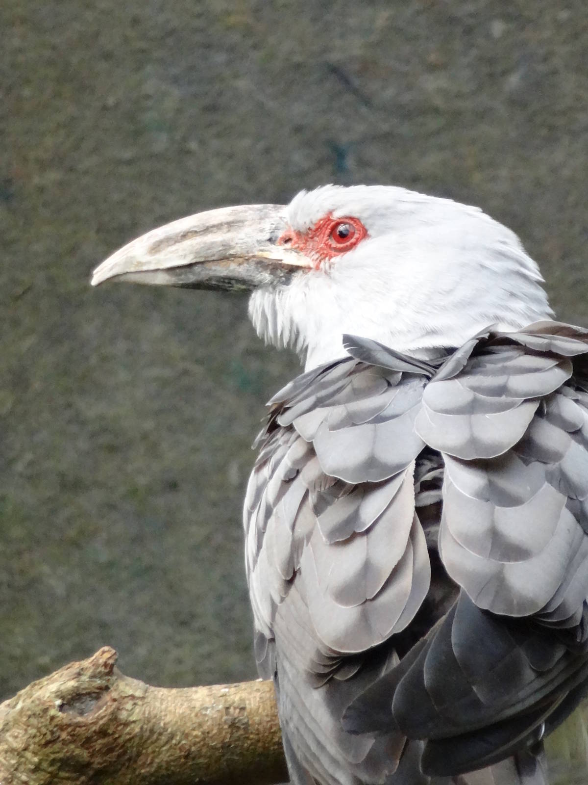 Channel-billed cuckoo