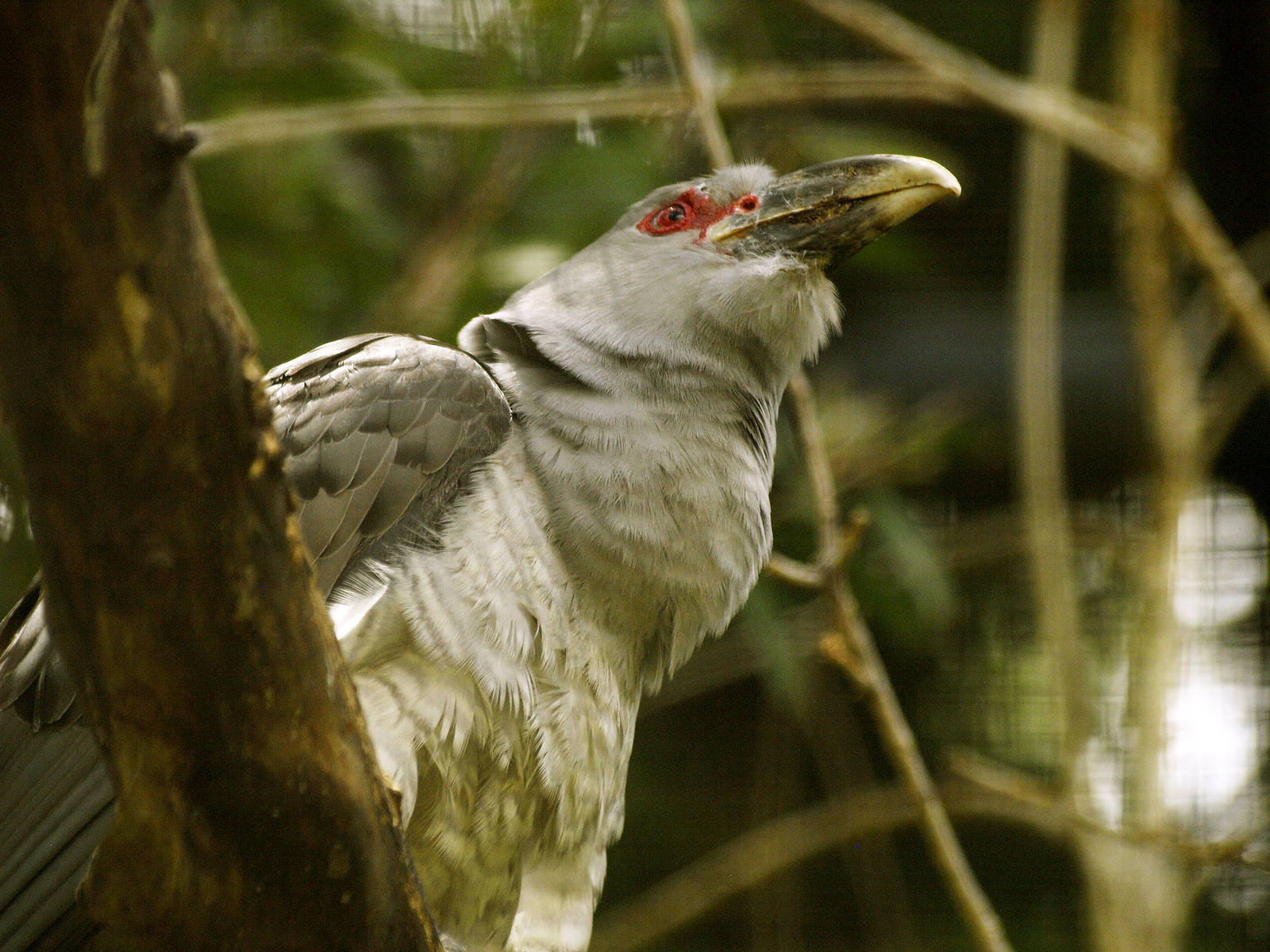 Channel-billed cuckoo
