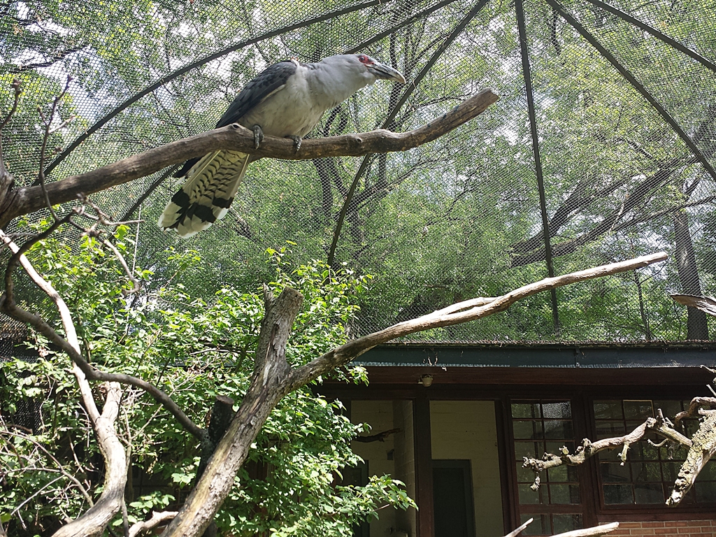Channel-billed cuckoo