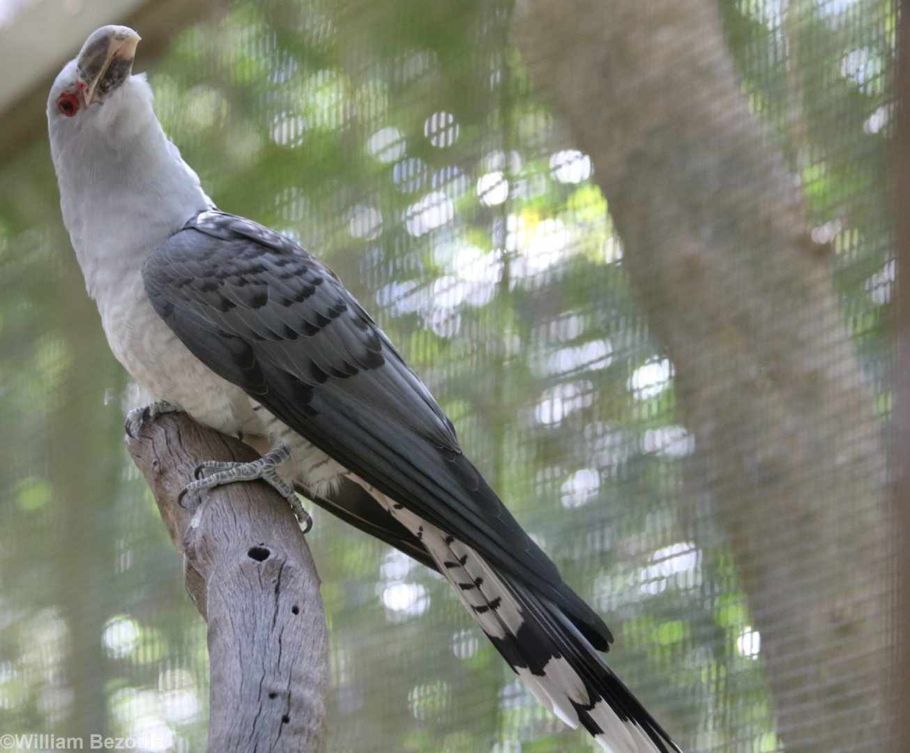 Channel-billed Cuckoo