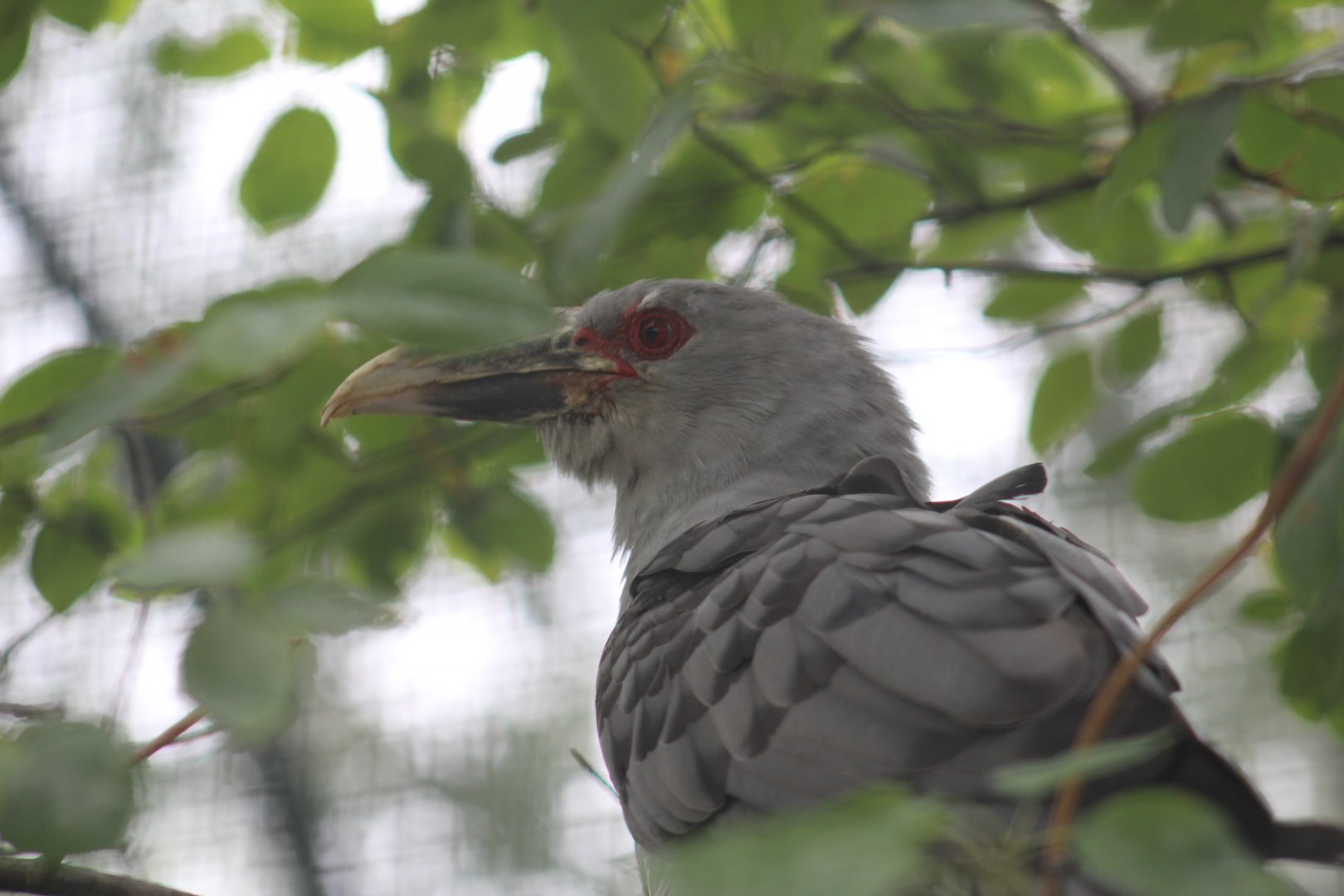 Channel-Billed Cuckoo