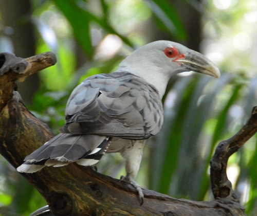 Channel-billed cuckoo