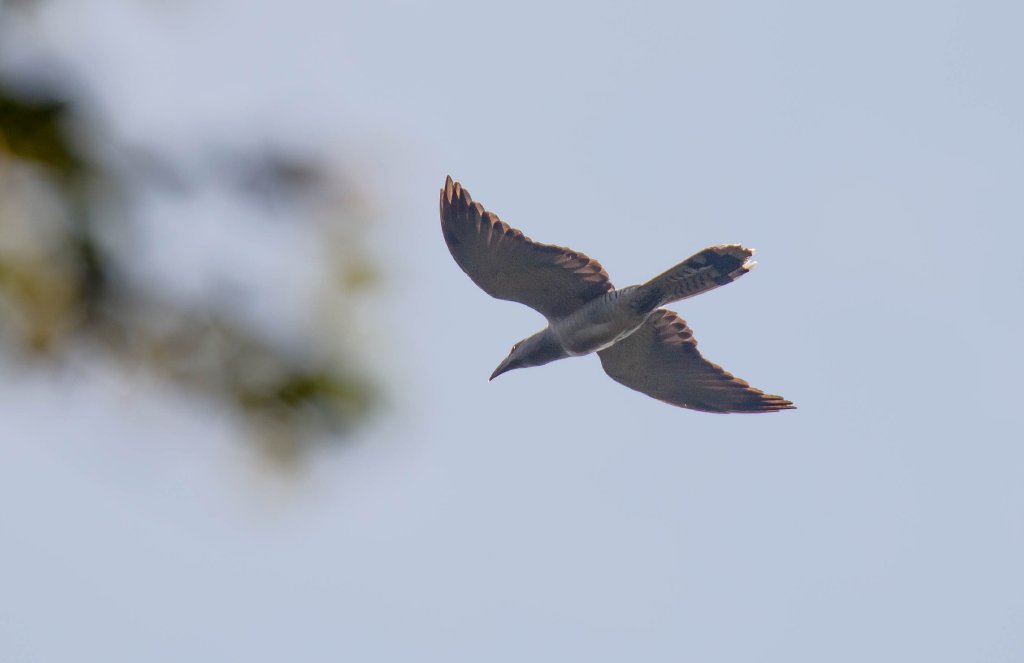 Channel-billed Cuckoo