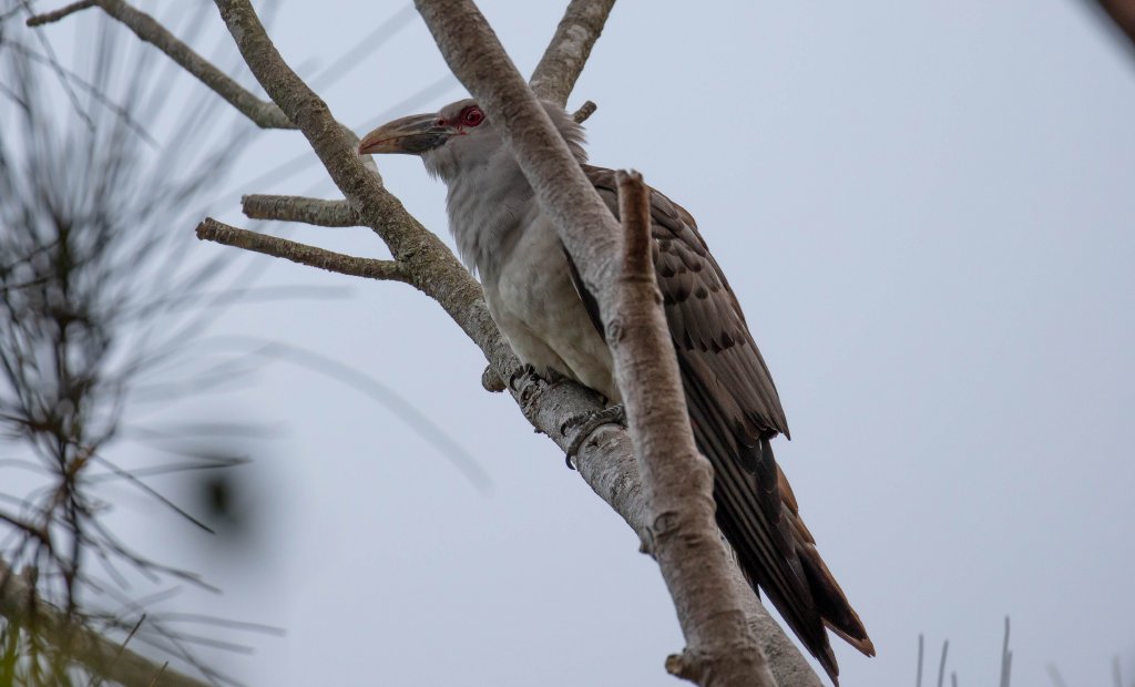 Channel-billed Cuckoo