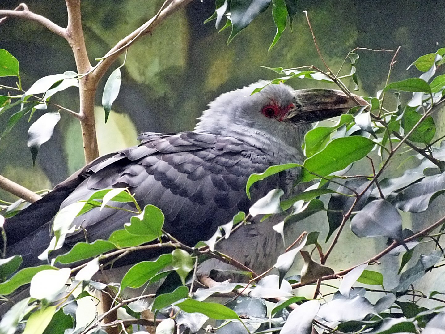 Channel-billed cuckoo