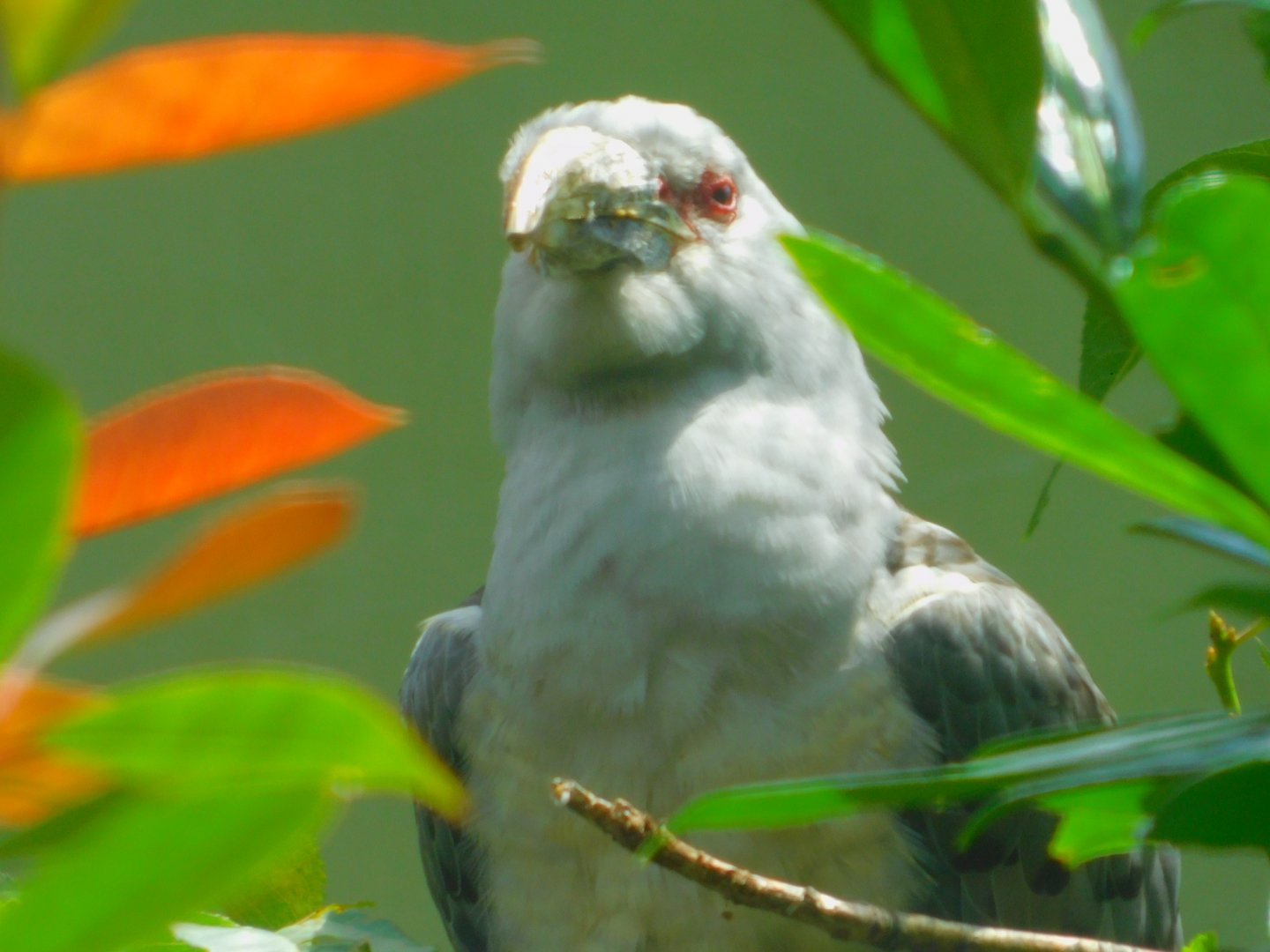 Channel-billed cuckoo