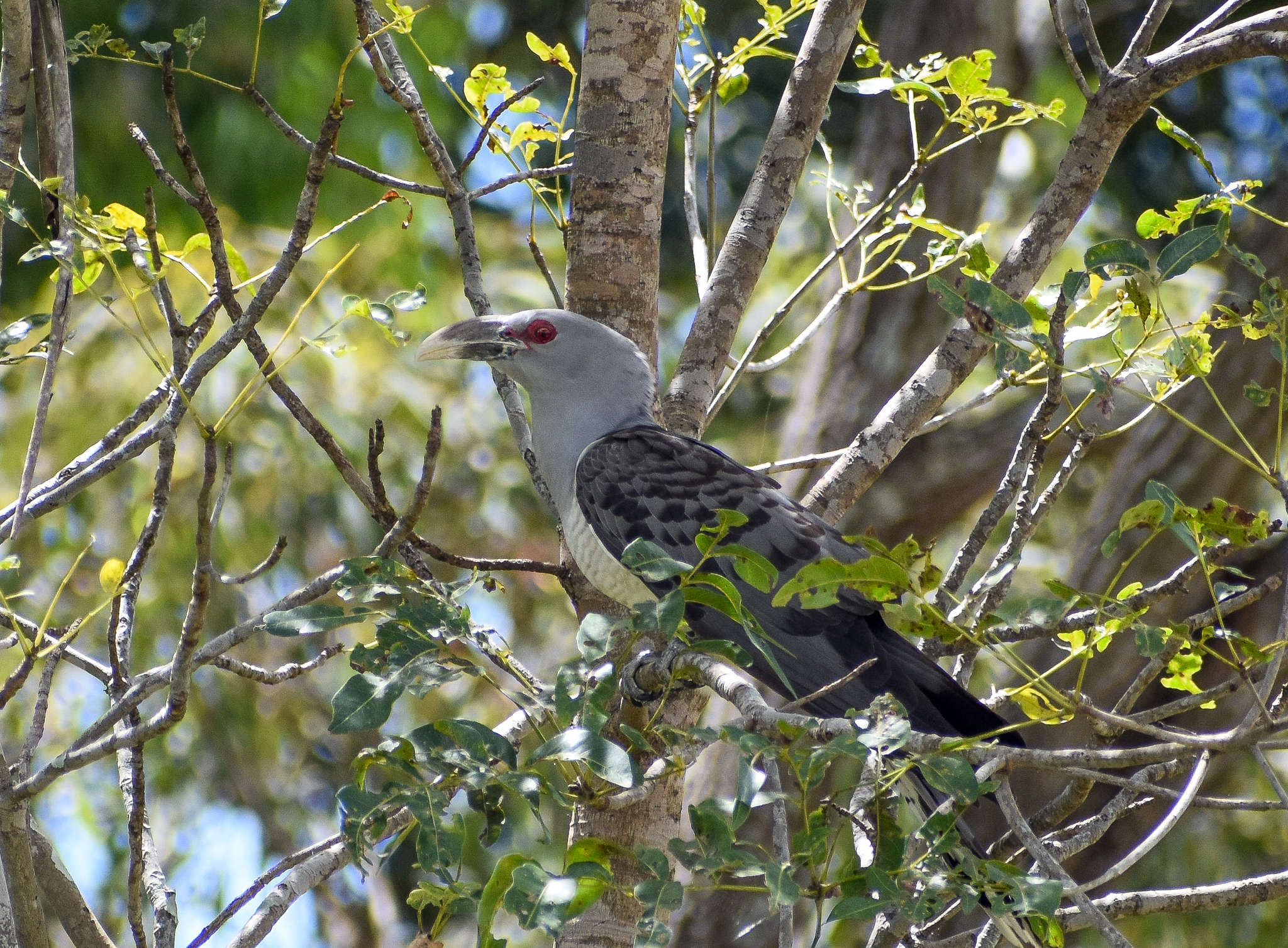 Channel-billed Cuckoo