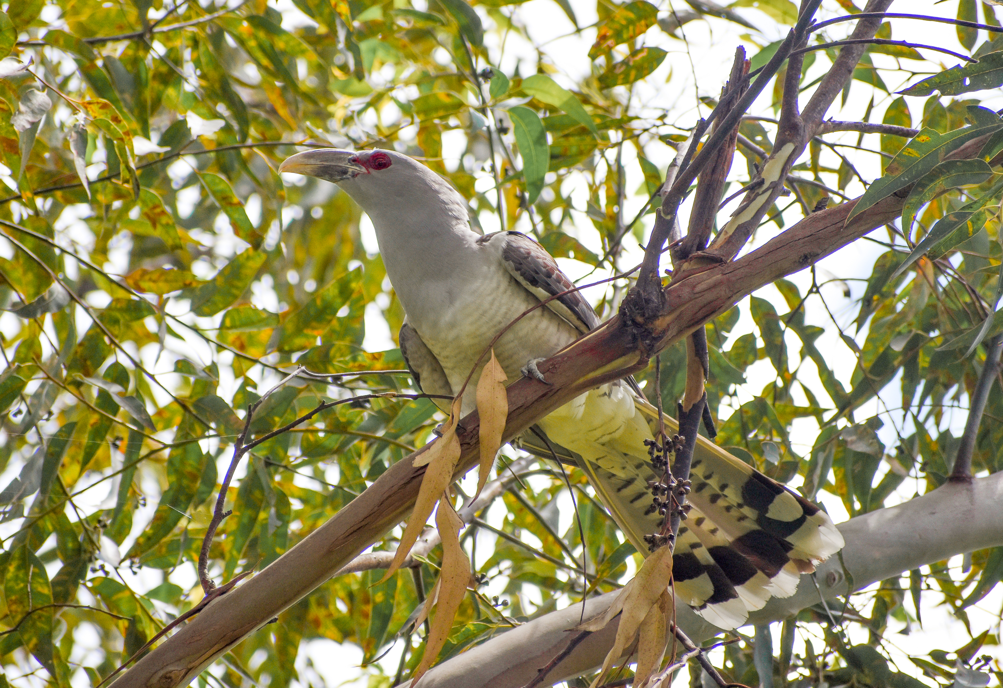 Channel-billed Cuckoo
