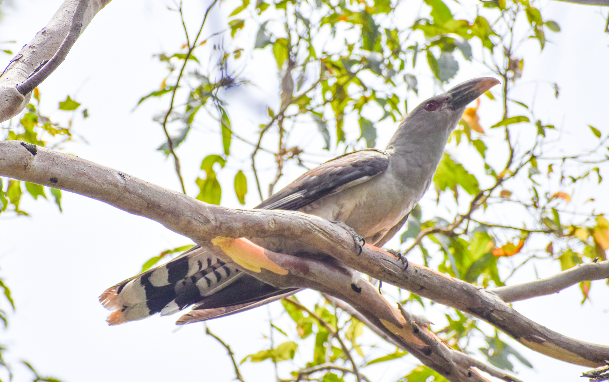 Channel-billed Cuckoo