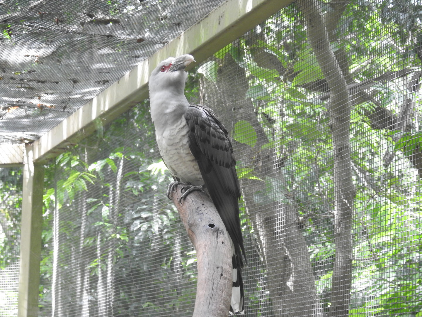 Channel-Billed Cuckoo