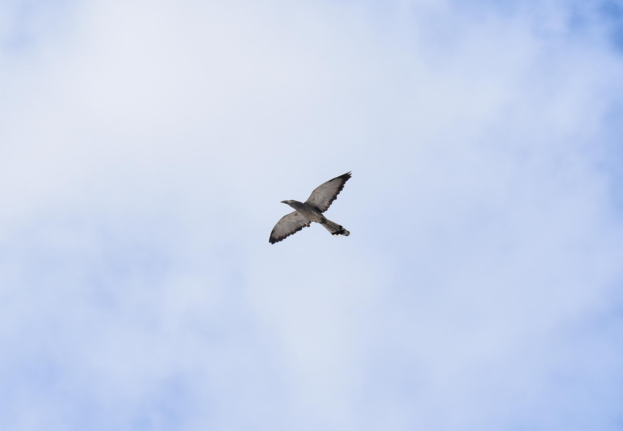 Channel-billed Cuckoo