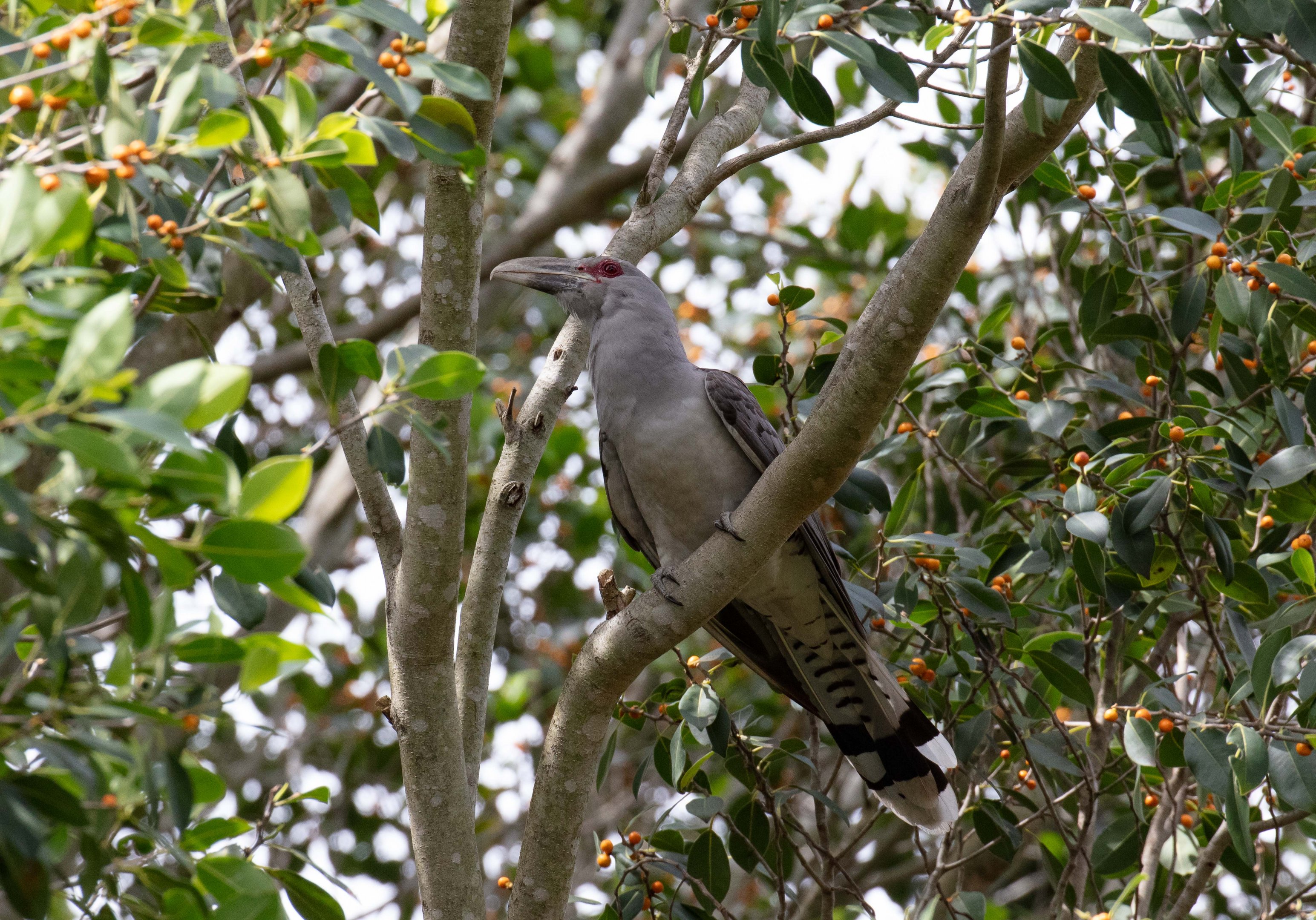 Channel-billed Cuckoo