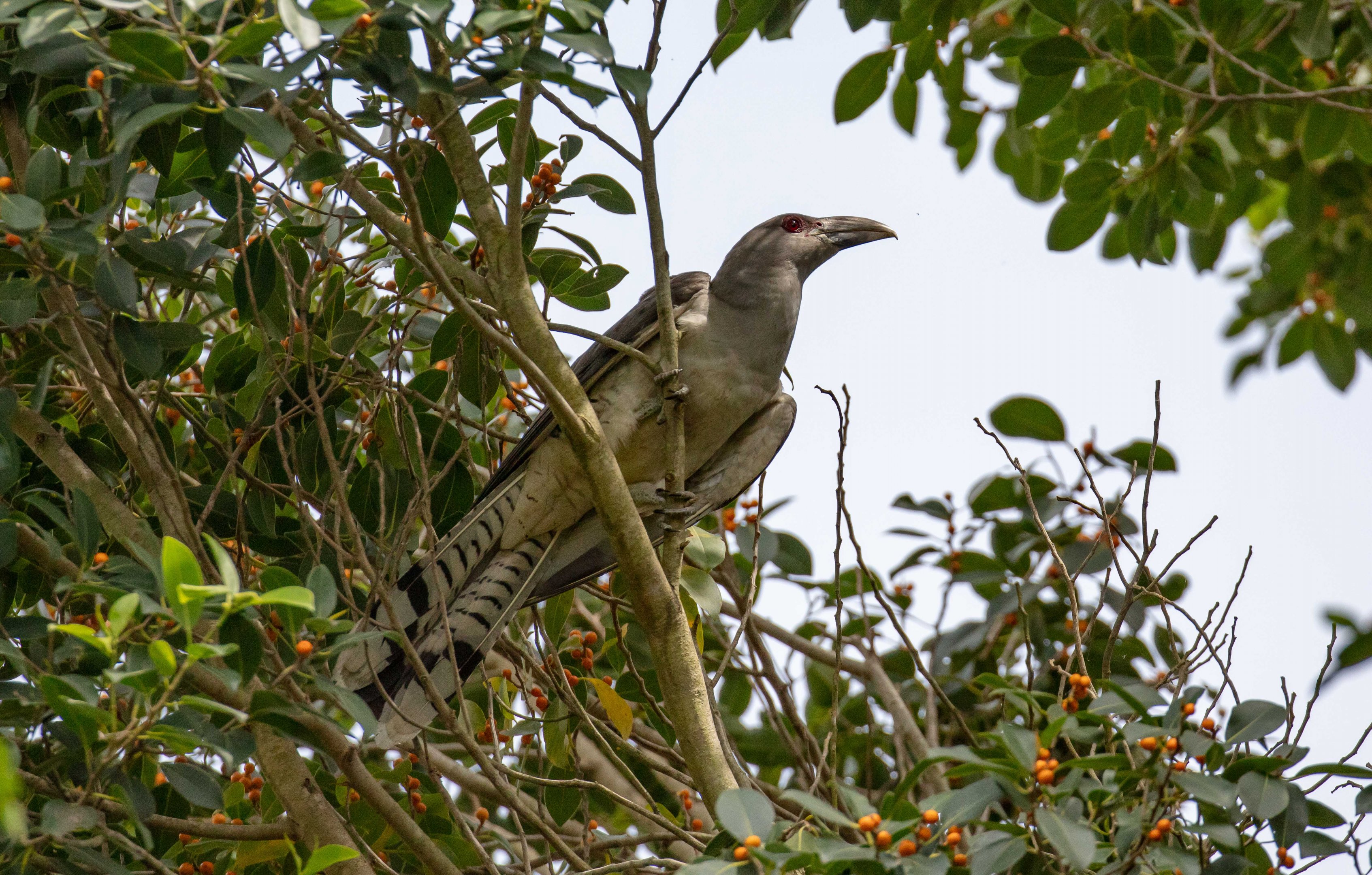 Channel-billed Cuckoo