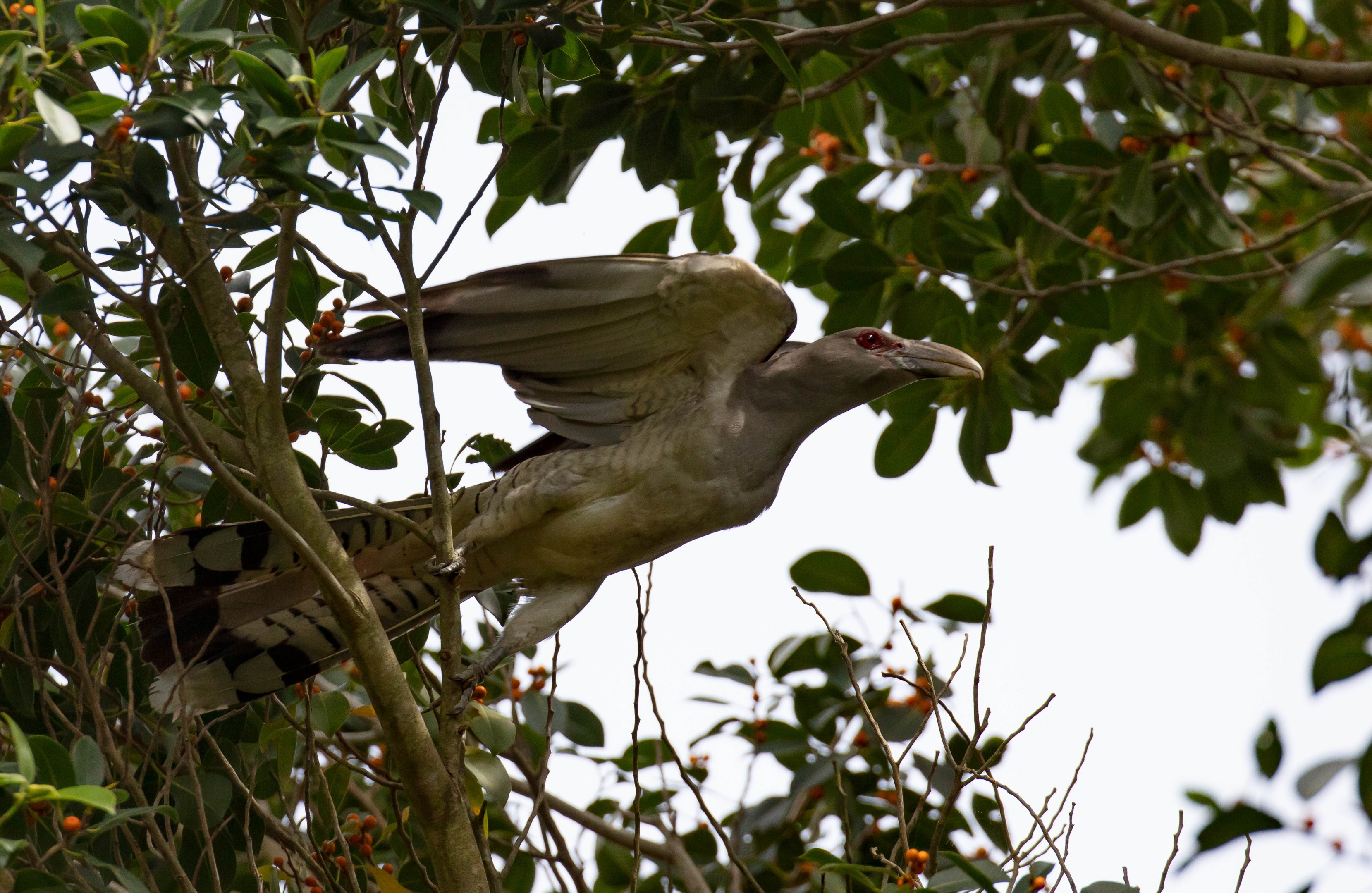 Channel-billed Cuckoo