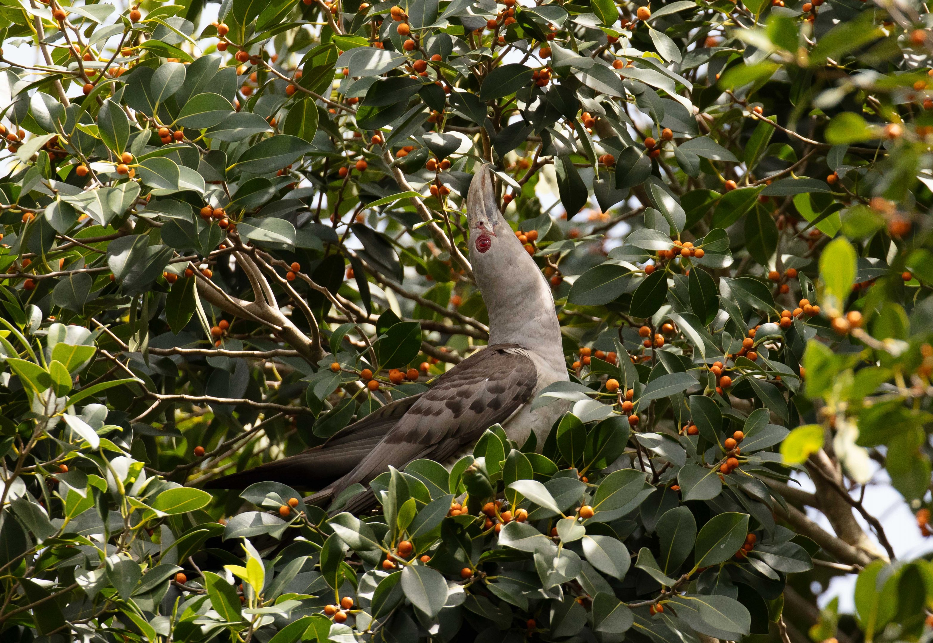 Channel-billed Cuckoo