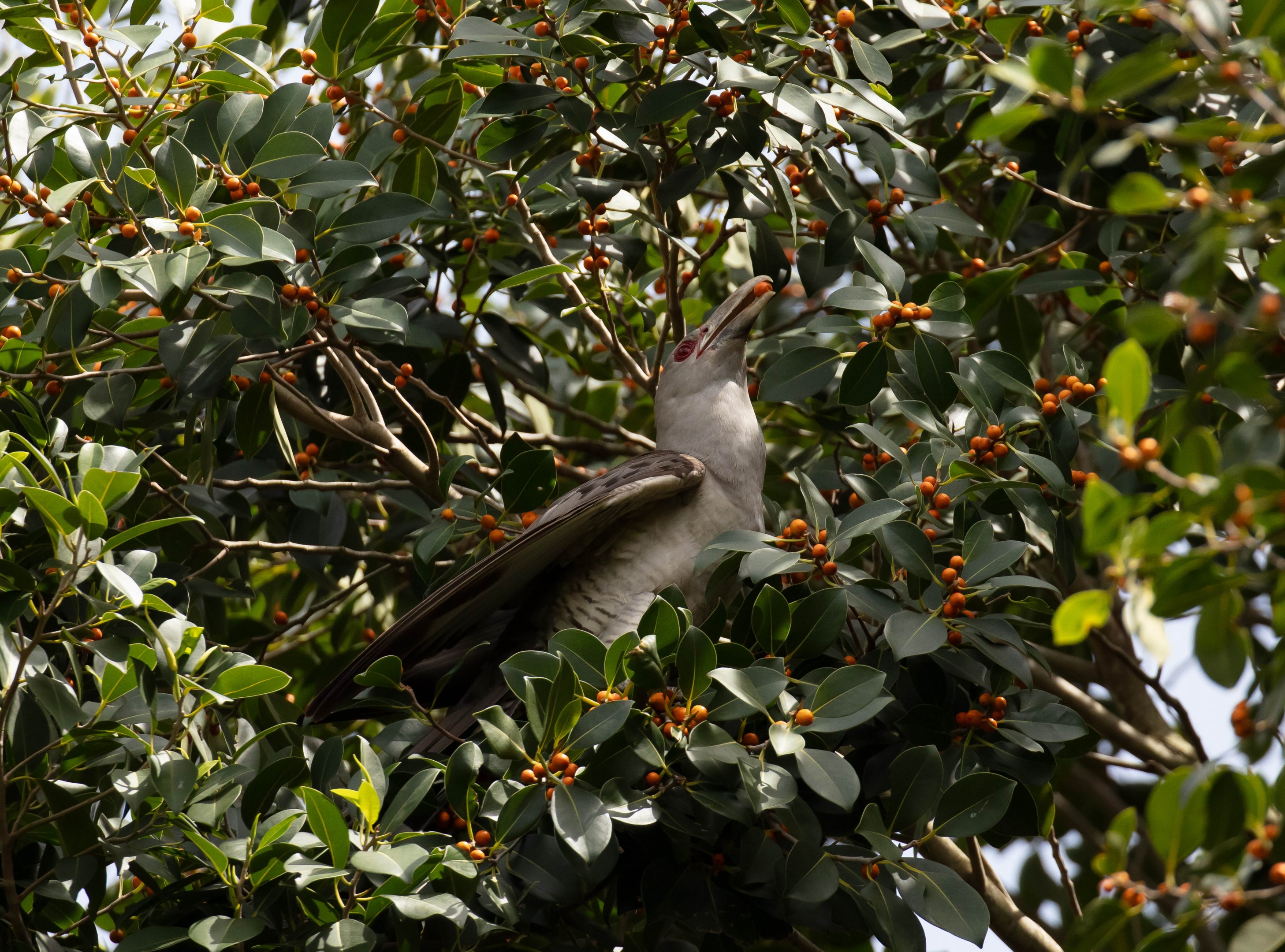 Channel-billed Cuckoo