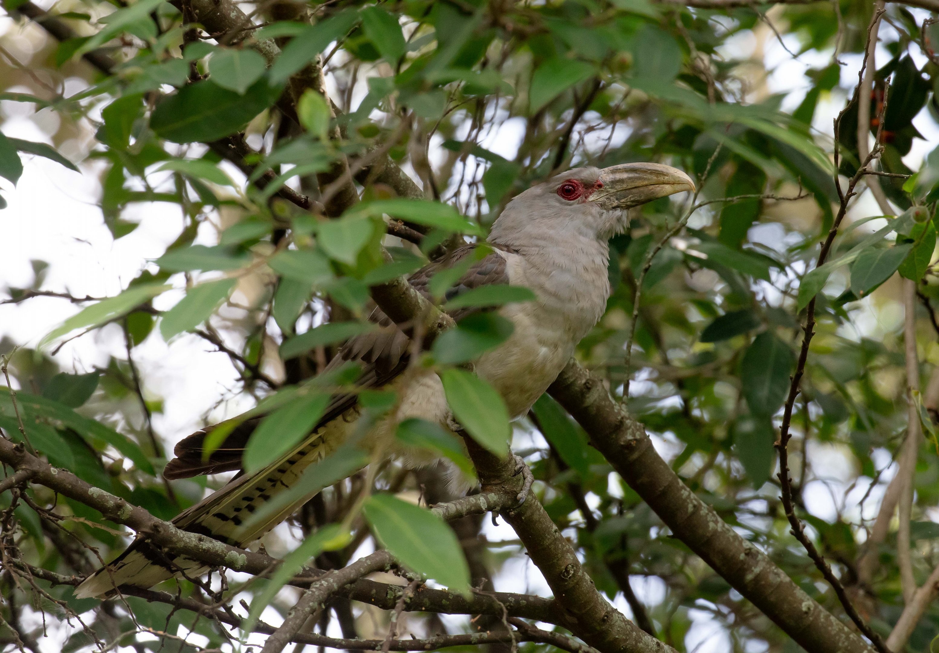 Channel-billed Cuckoo