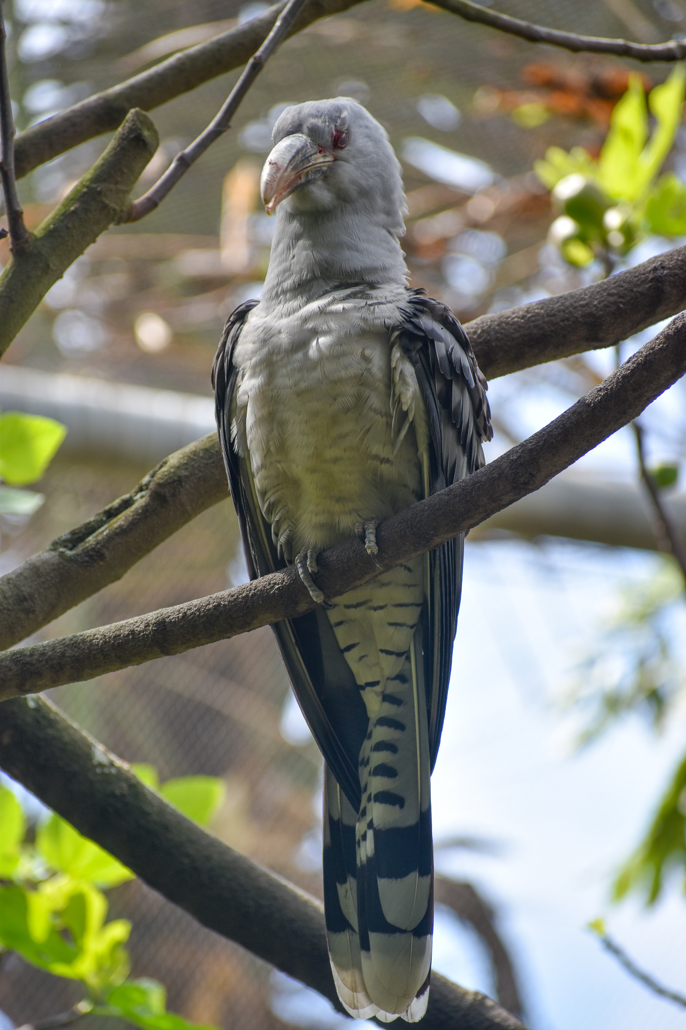 Channel-billed Cuckoo
