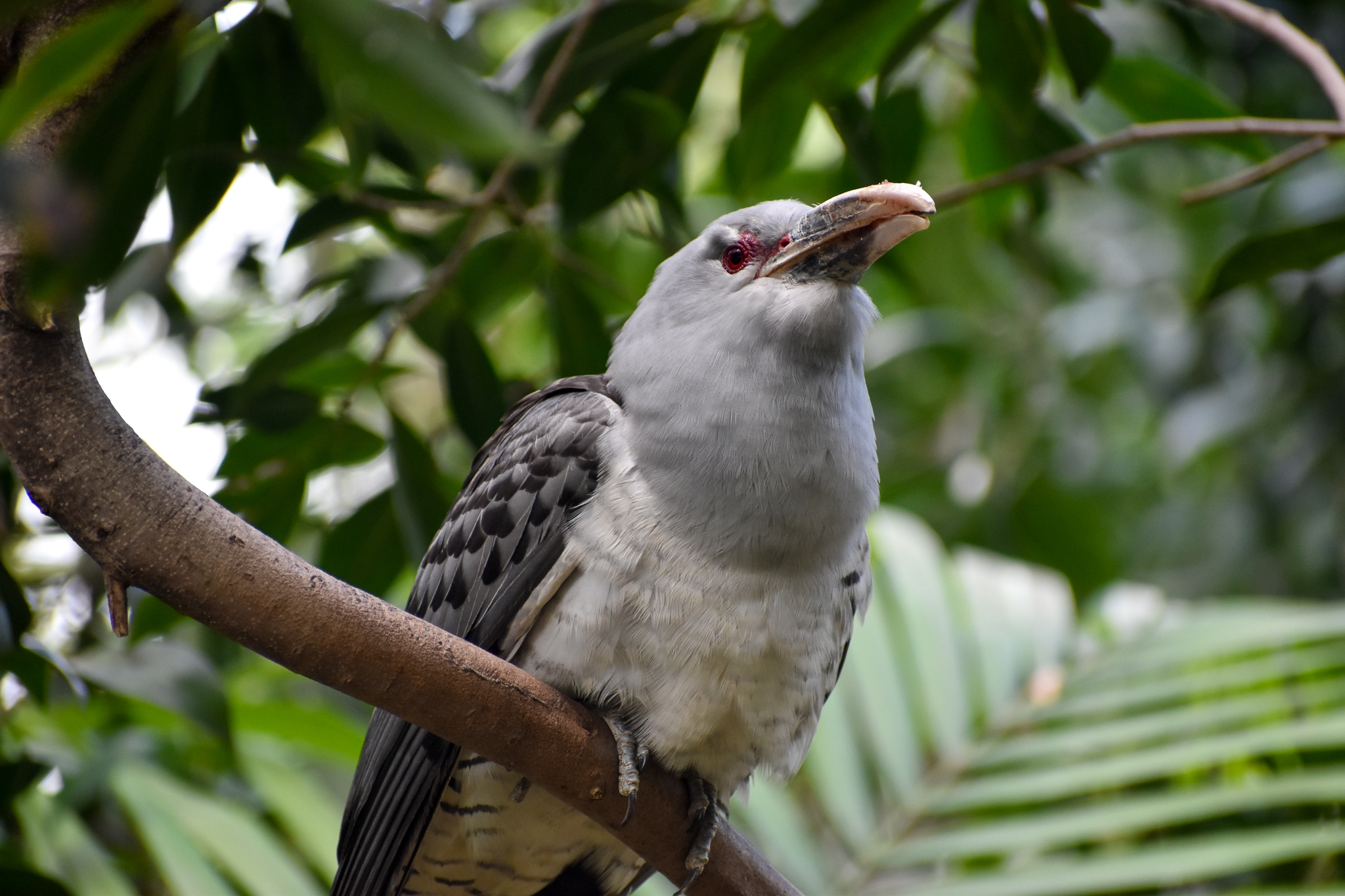 Channel-billed Cuckoo