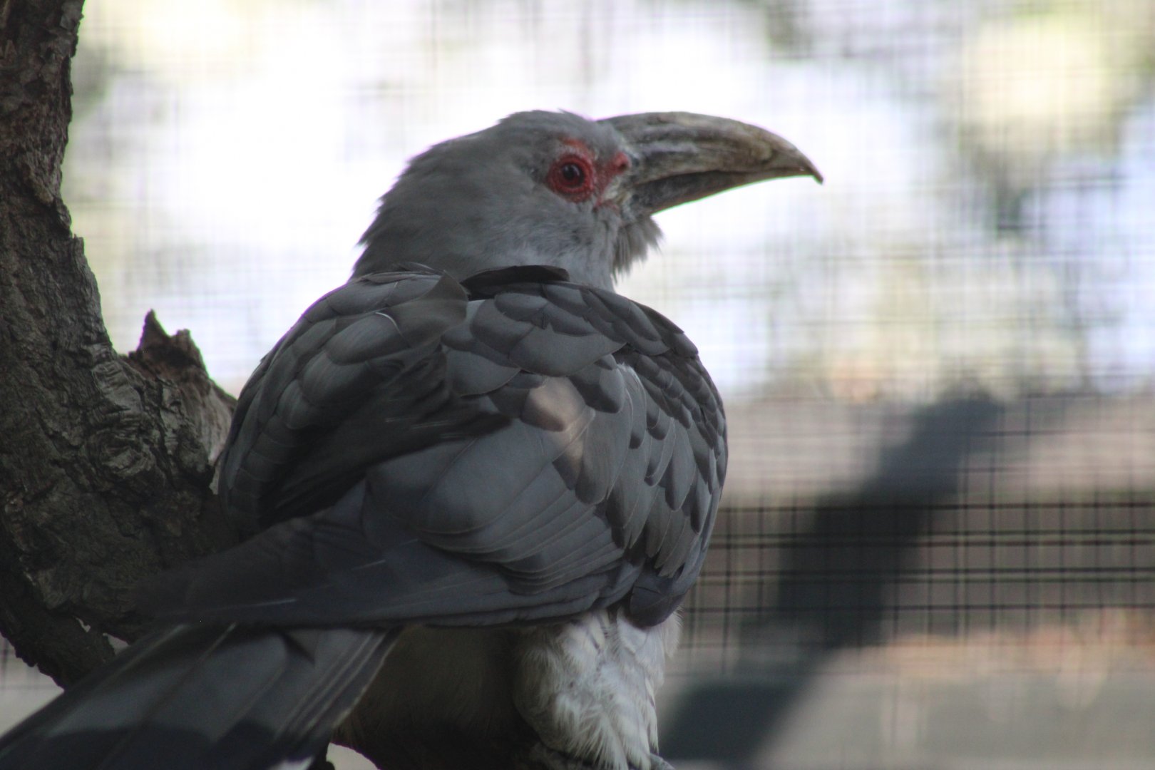 Channel-billed Cuckoo
