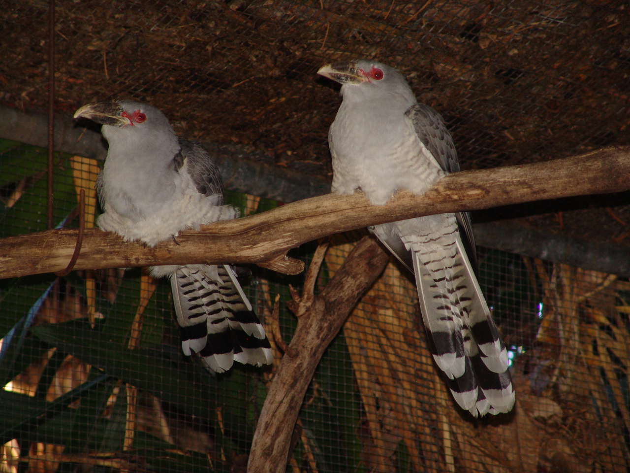 Channel-billed Cuckoos (Scythrops novaehollandiae)