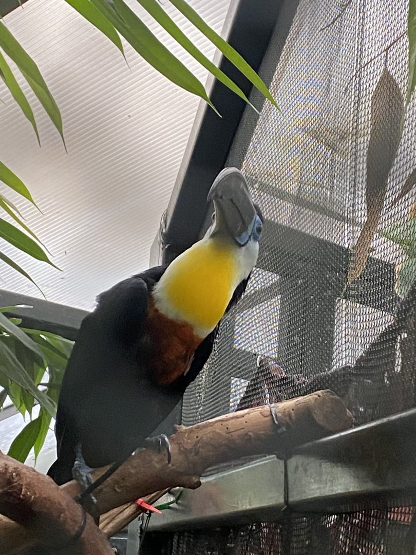 Channel-billed toucan 050924
