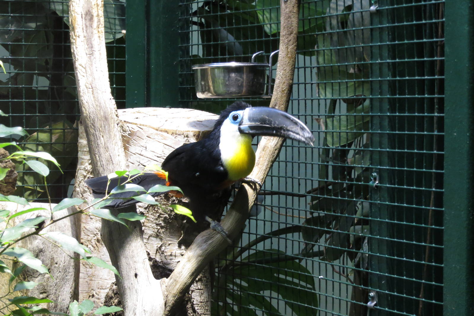 Channel-billed Toucan 101012