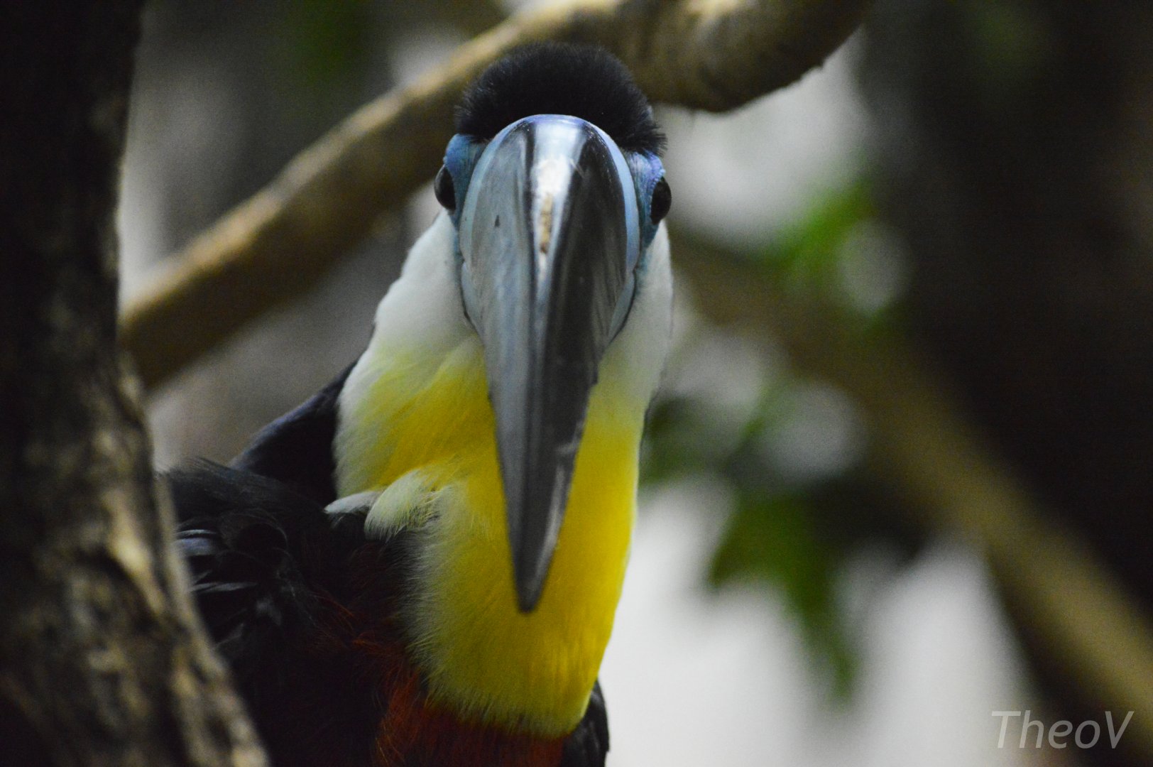 Channel-billed toucan [2020]