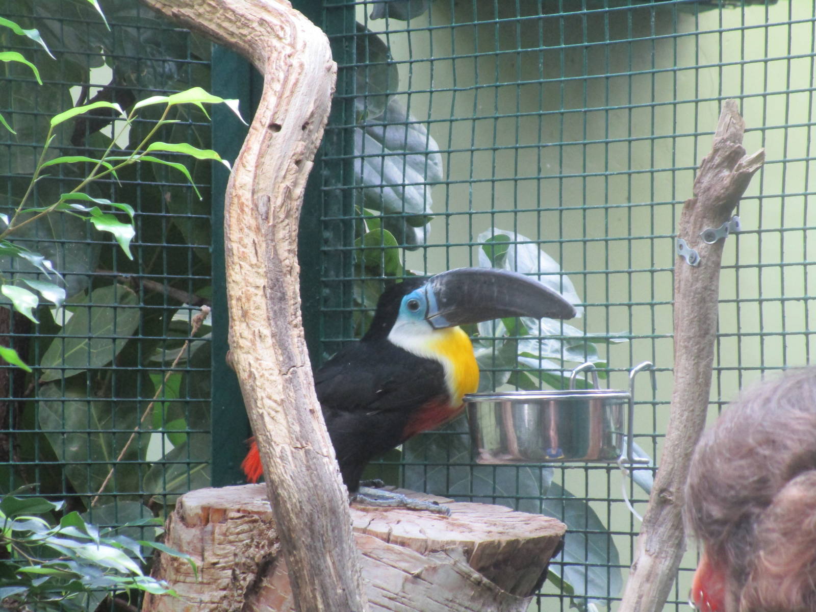 Channel-billed Toucan - 25/03/15