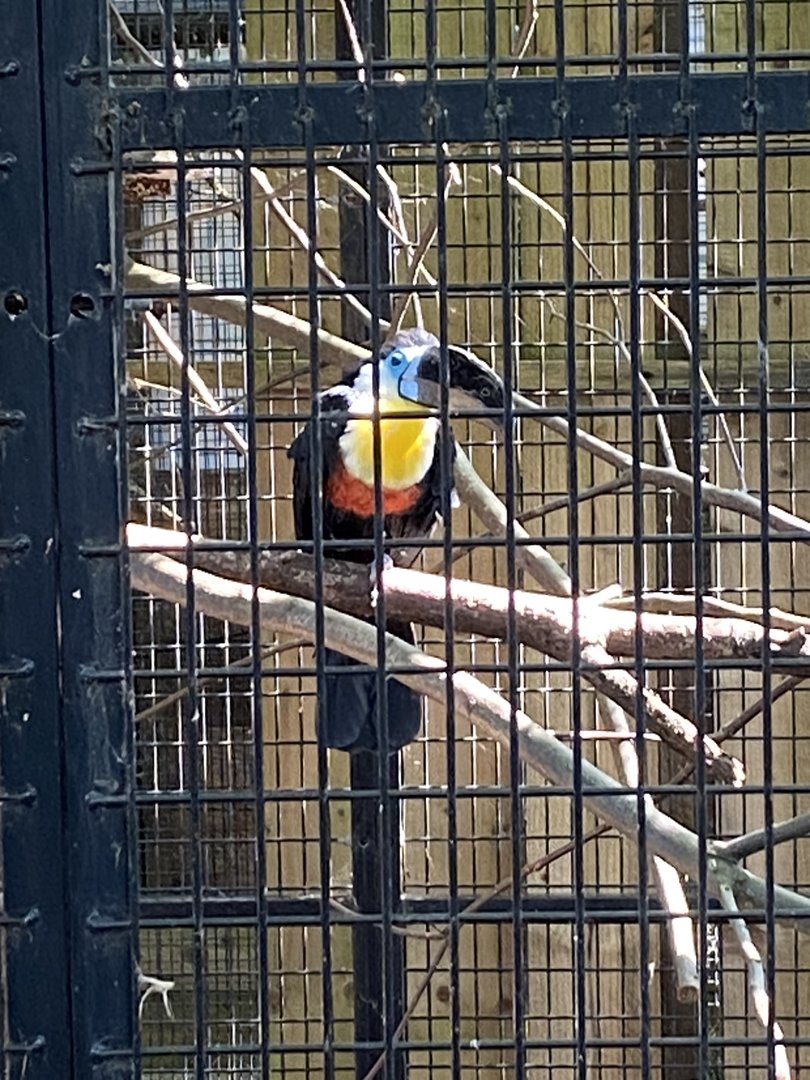 Channel-billed toucan 290723