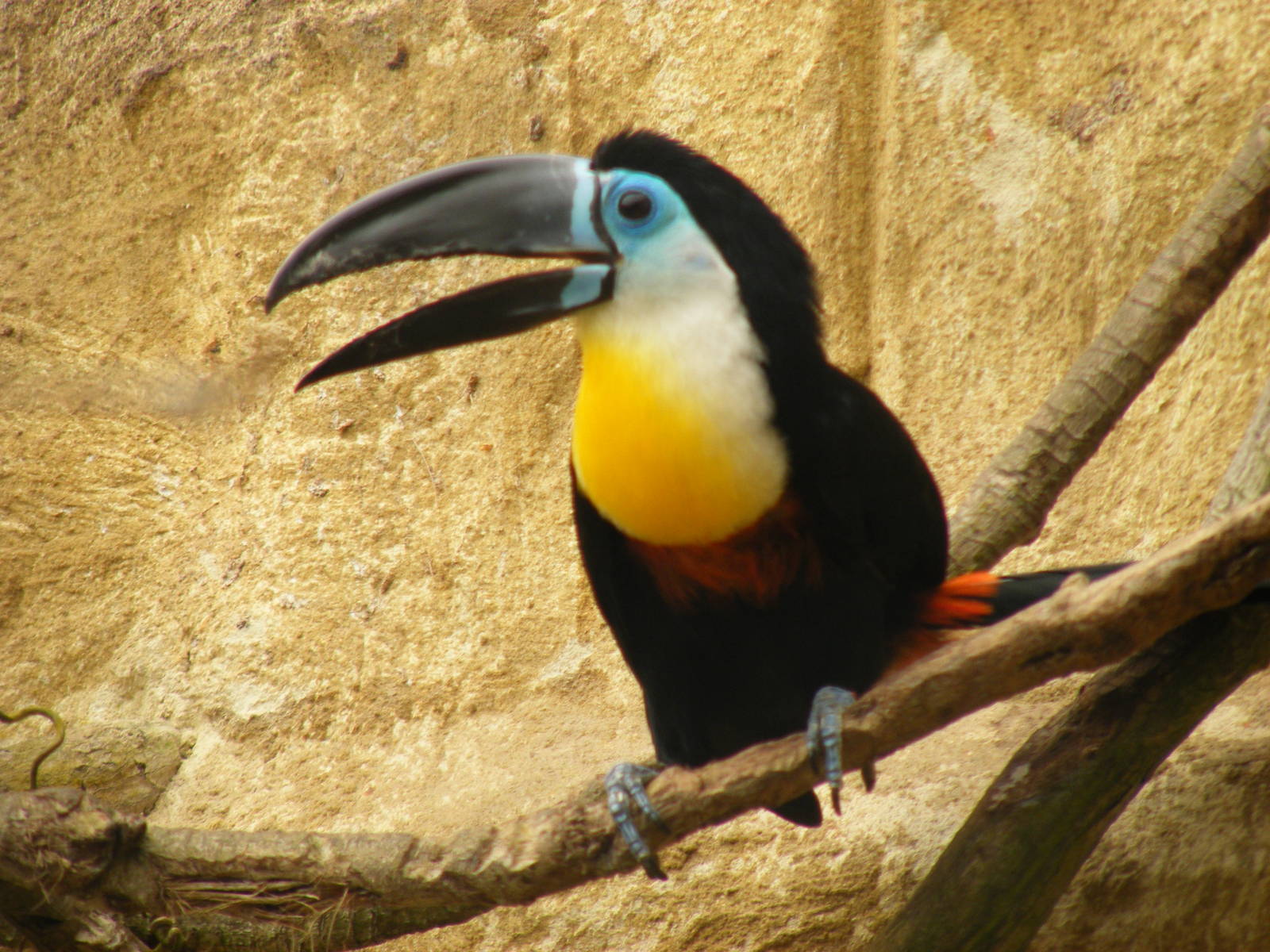 Channel billed toucan at Amazon World, 5 April 2010