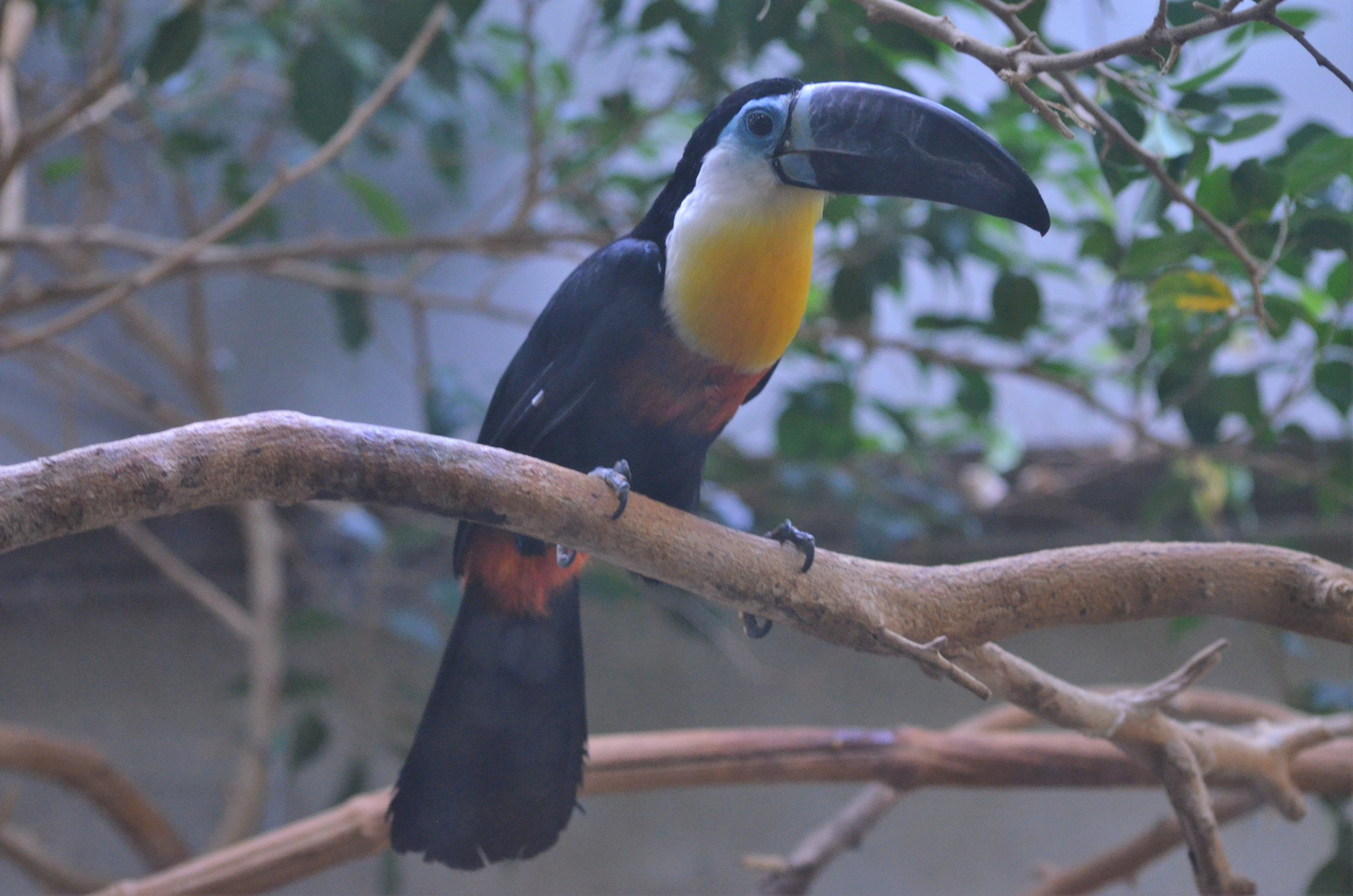 Channel-billed Toucan at Voliere Zurich (Mythenquai), 13/09/16
