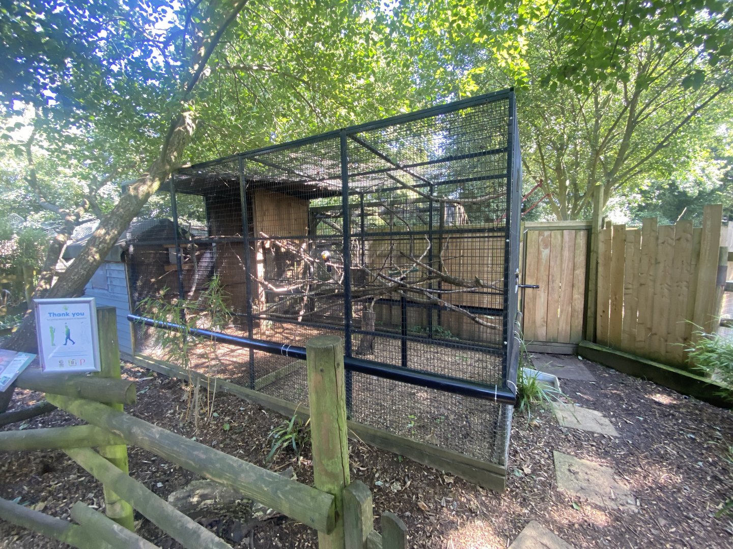 Channel-billed toucan aviary 290723