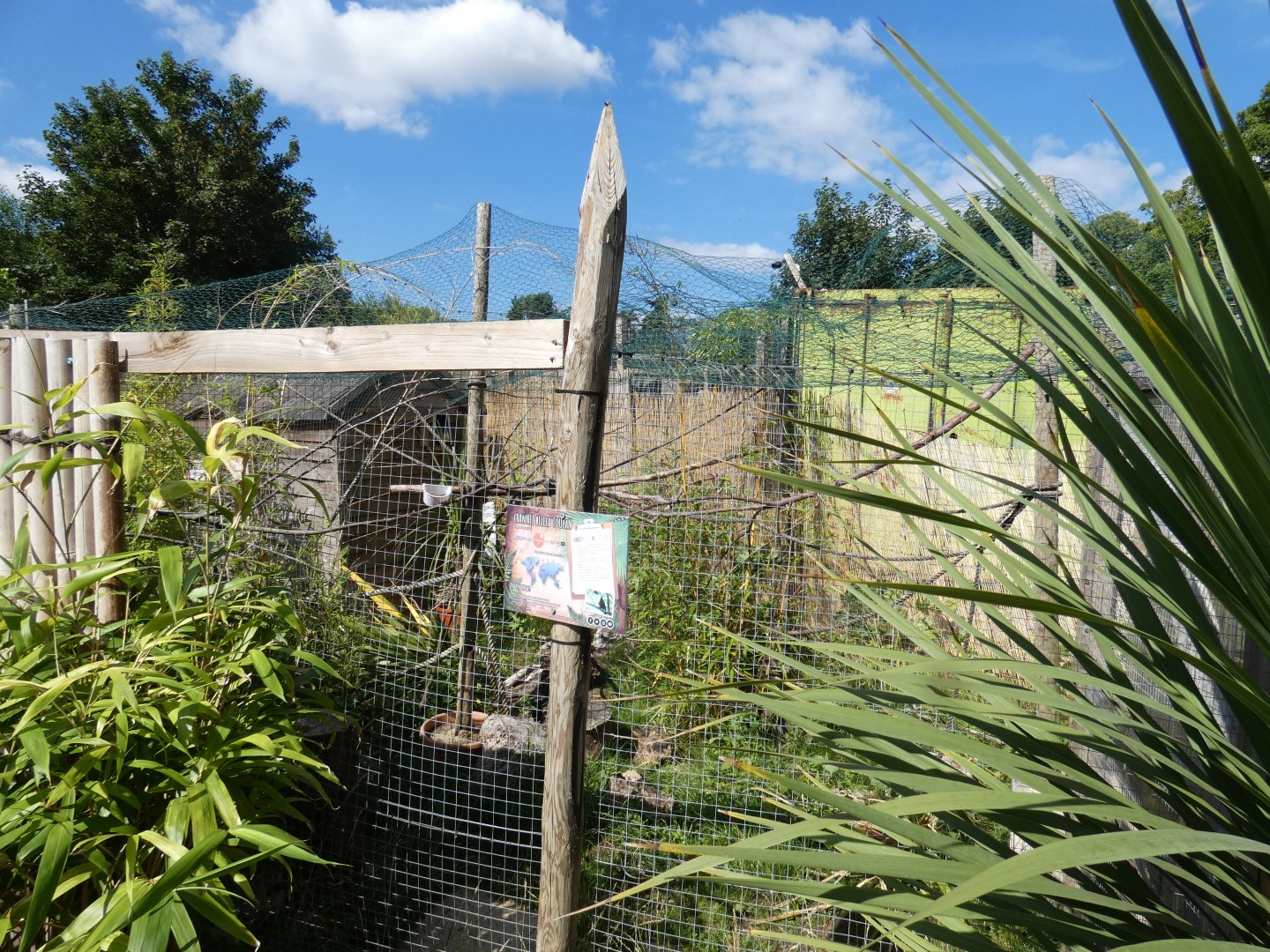 Channel-billed Toucan aviary