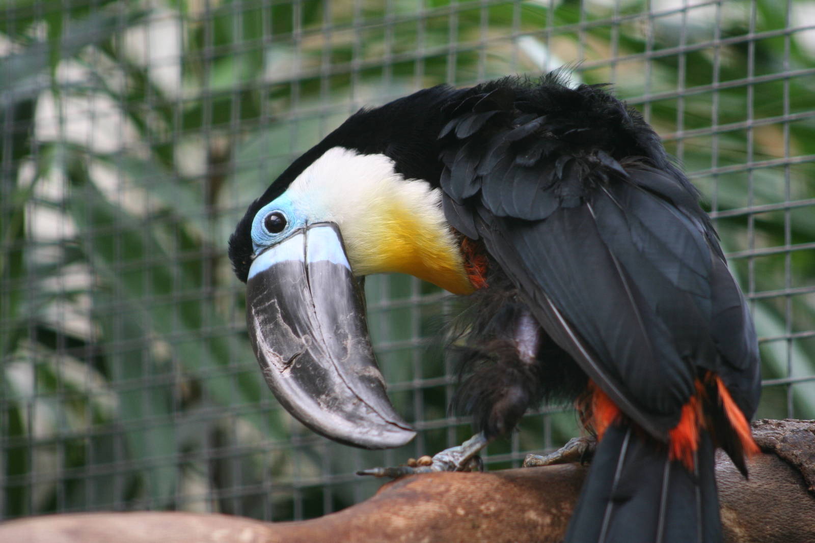 Channel-billed Toucan @ Berlin Zoo; 05.09.2007