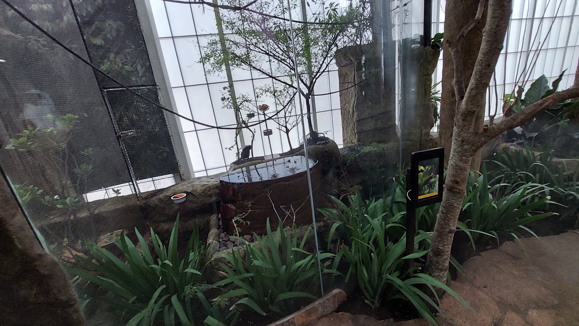 Channel Billed Toucan enclosure- Cloud Forest Trek