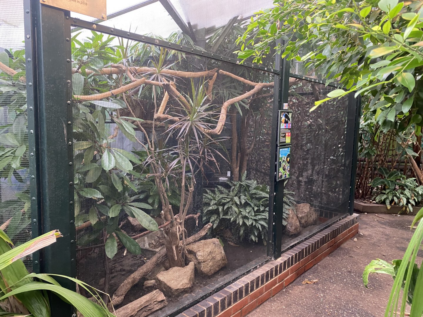 Channel-billed toucan exhibit 050924