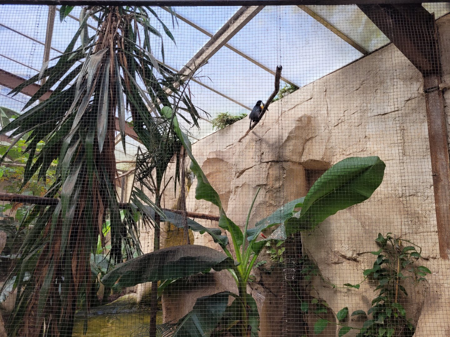 Channel-billed toucan exhibit -Zoo du bassin d'Arcachon (2024)