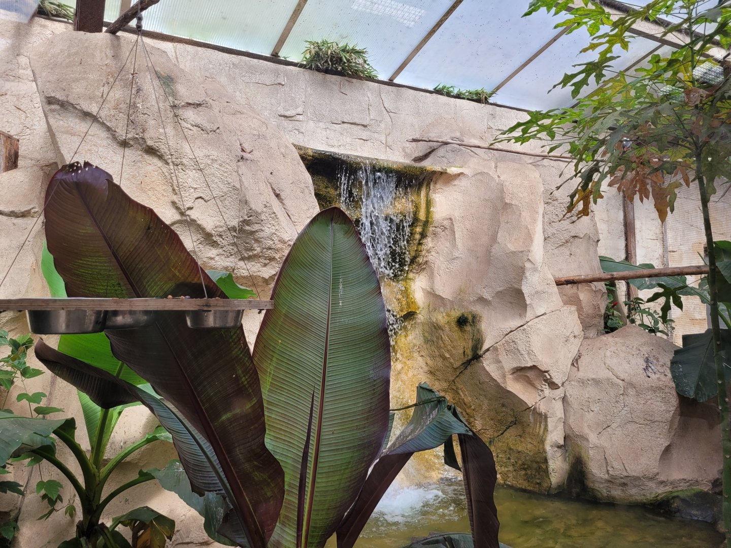 Channel-billed toucan exhibit -Zoo du bassin d'Arcachon (2024)