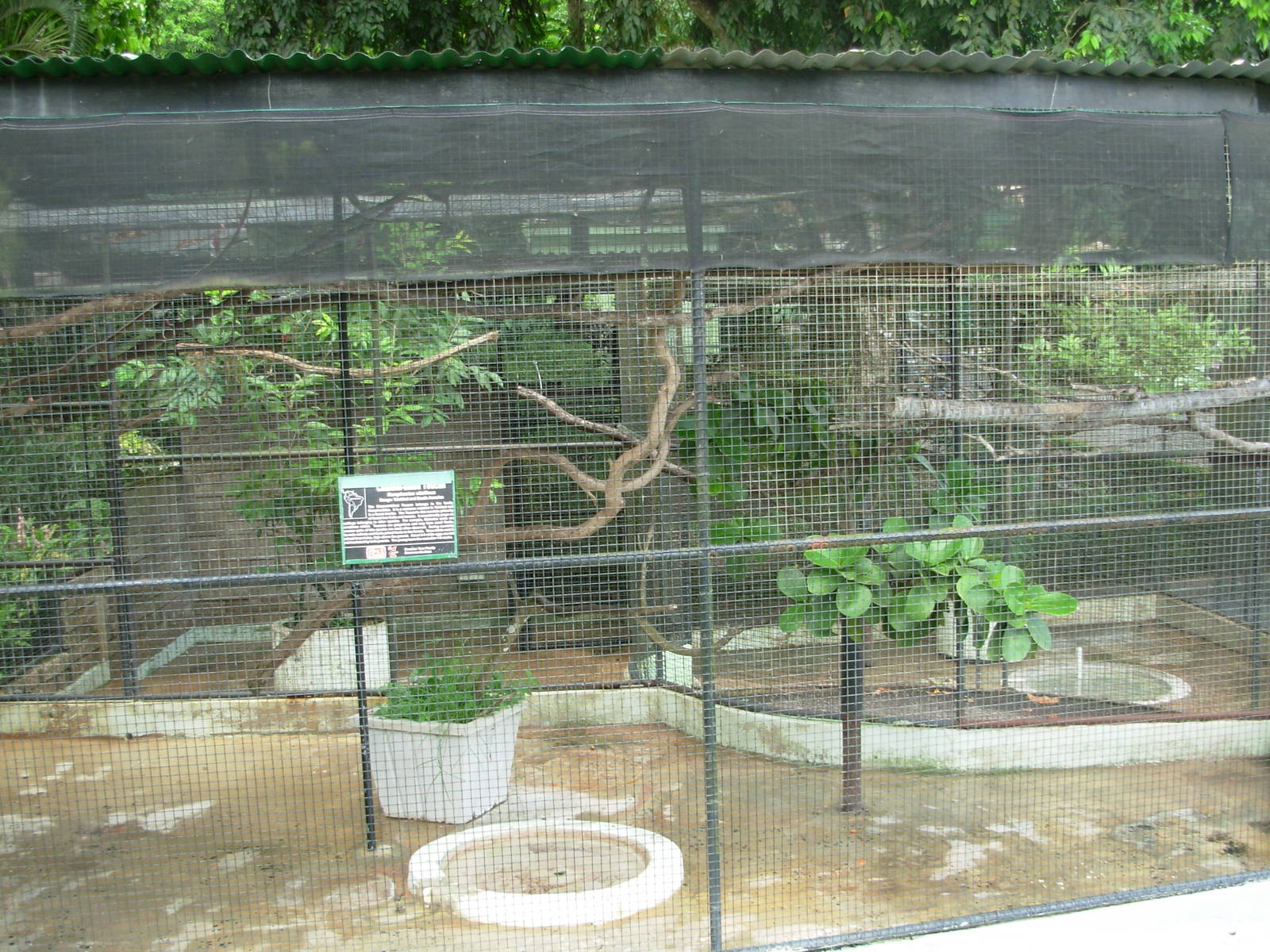 Channel-Billed Toucan Exhibit