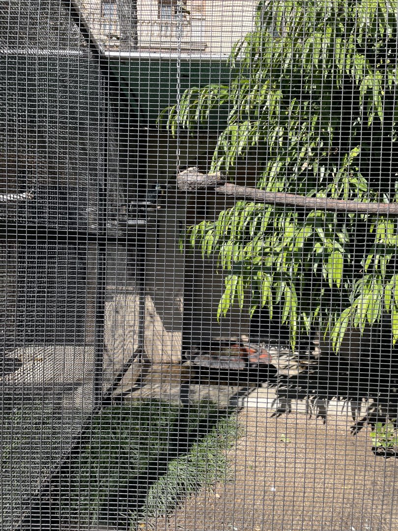 Channel-Billed Toucan Exhibit