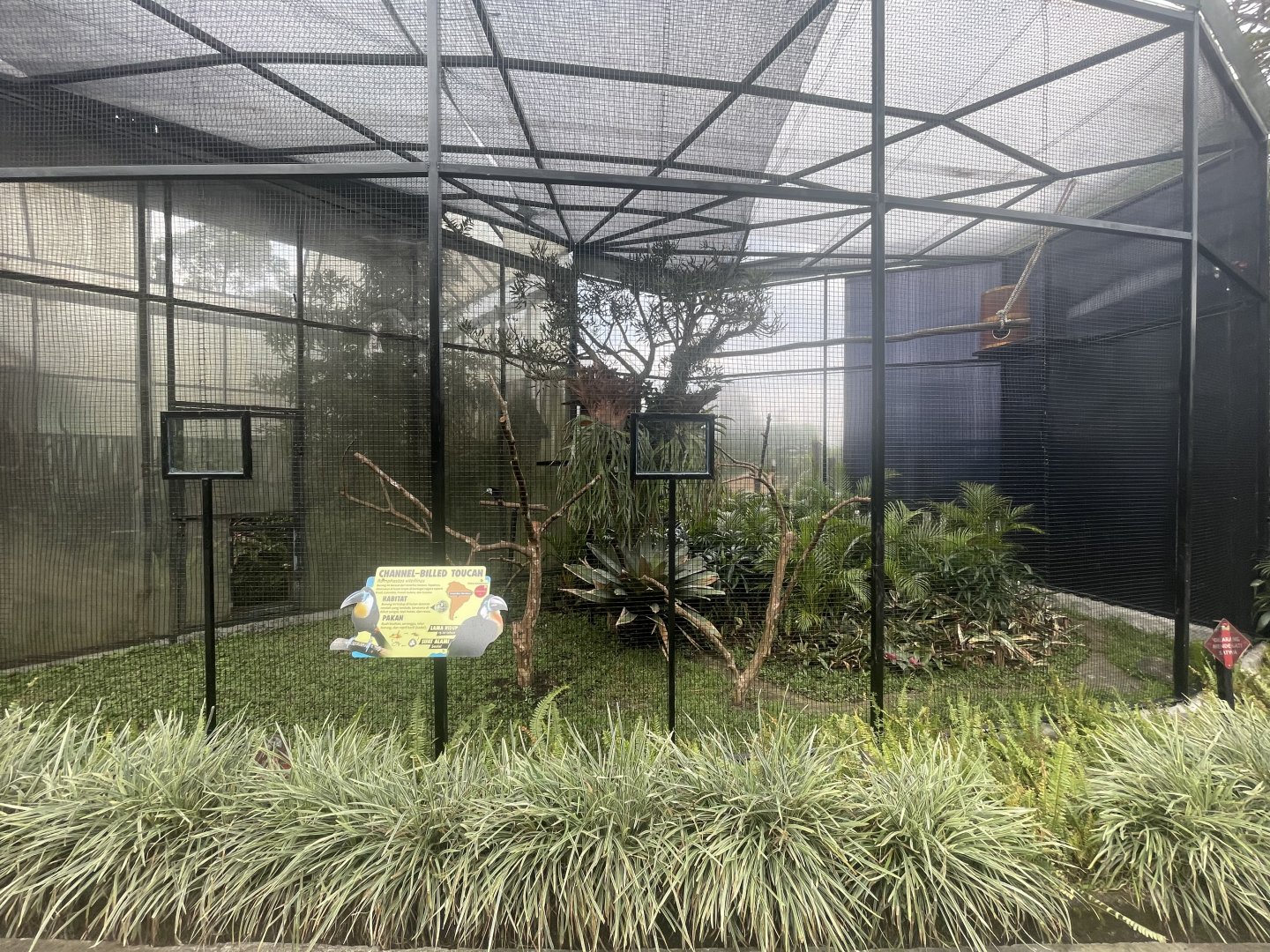 channel-billed toucan exhibit