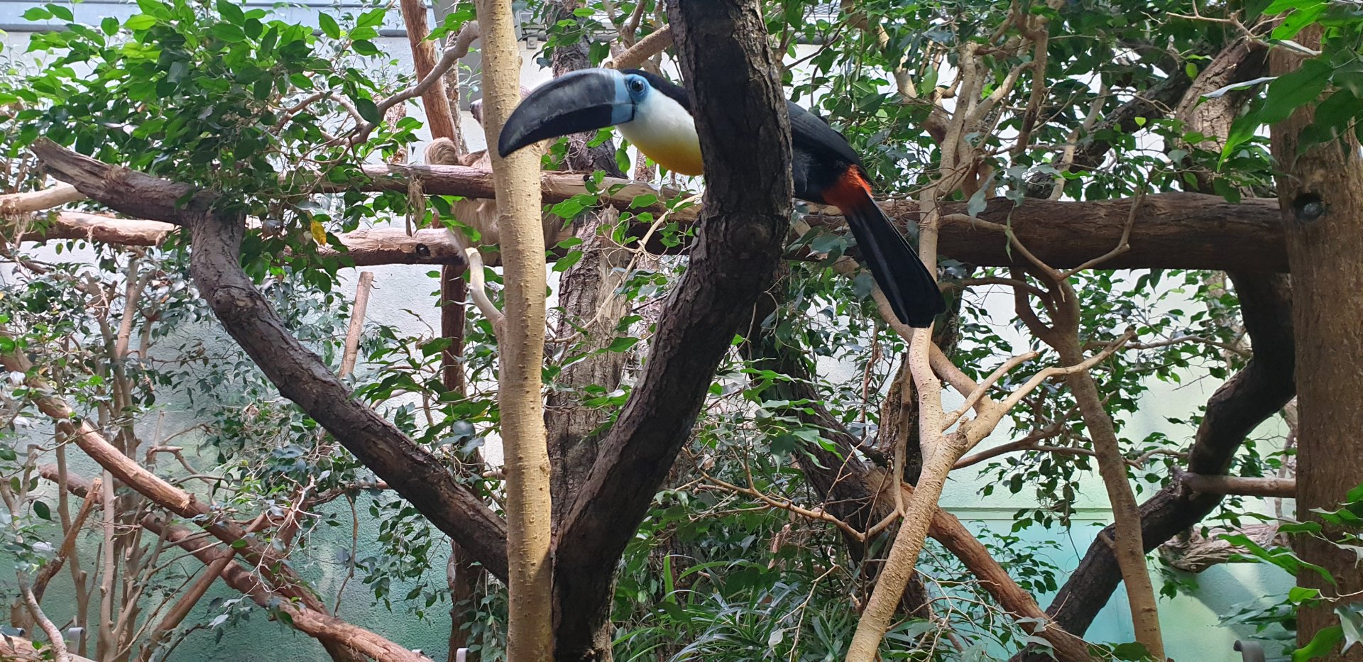 Channel-billed Toucan, Exotarium