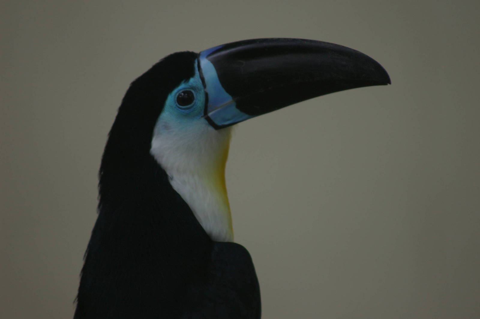 channel-billed toucan, KL Bird Park