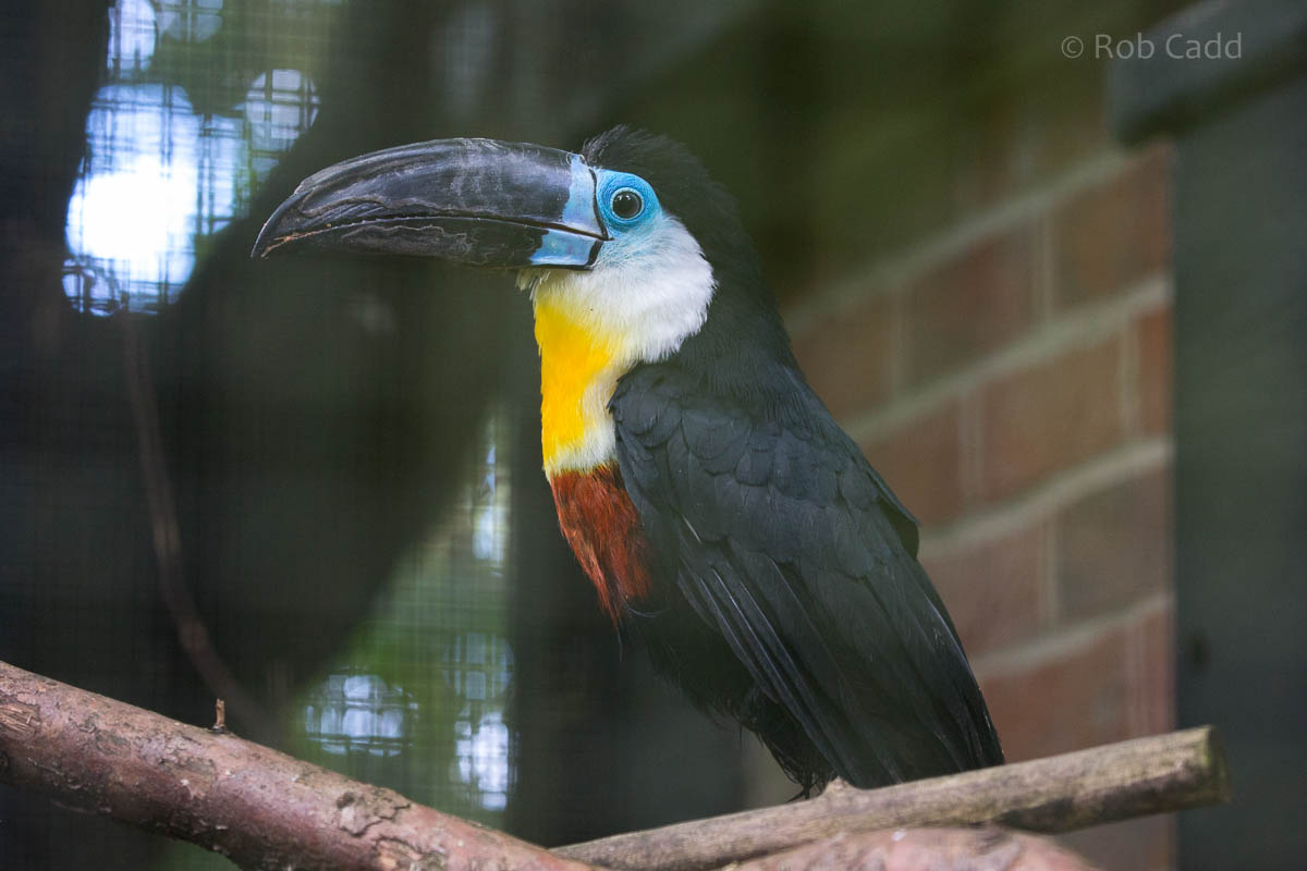 Channel-billed toucan : Linton : 19 Sep 2015