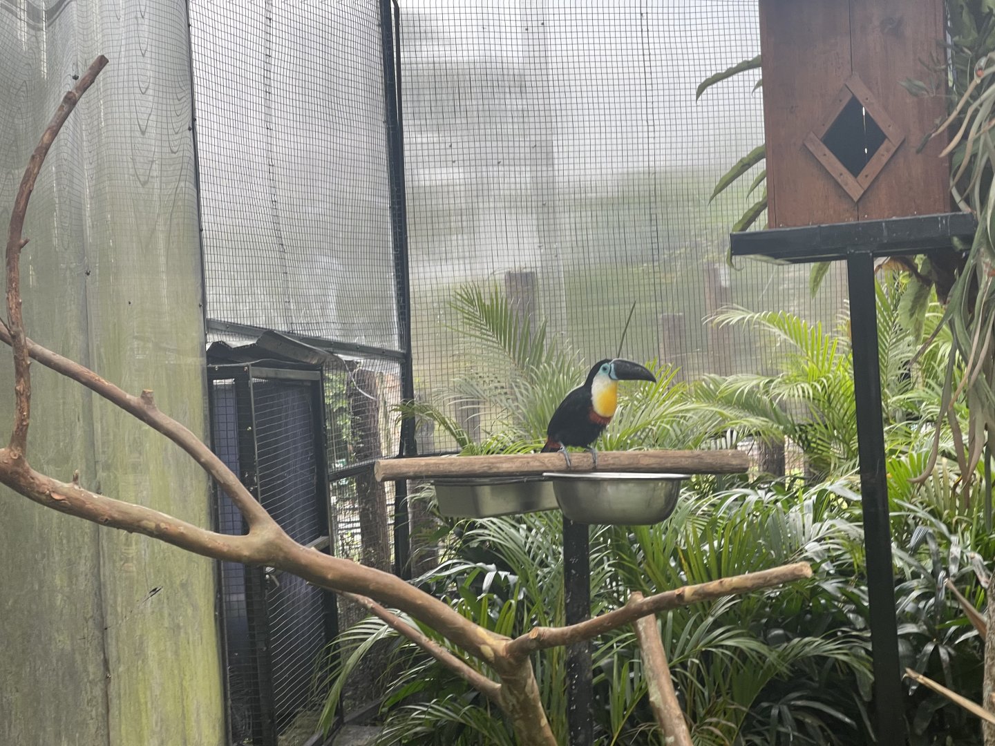 channel-billed toucan (ramphastos vitellinus) (2)