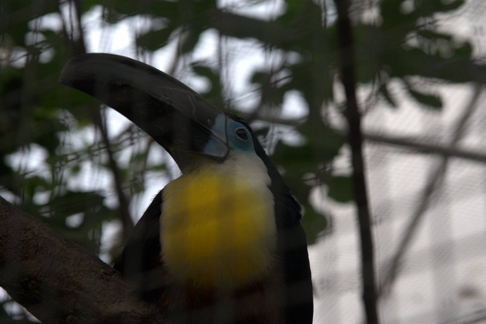 Channel-billed Toucan (Ramphastos vitellinus vitellinus), 25-08-25