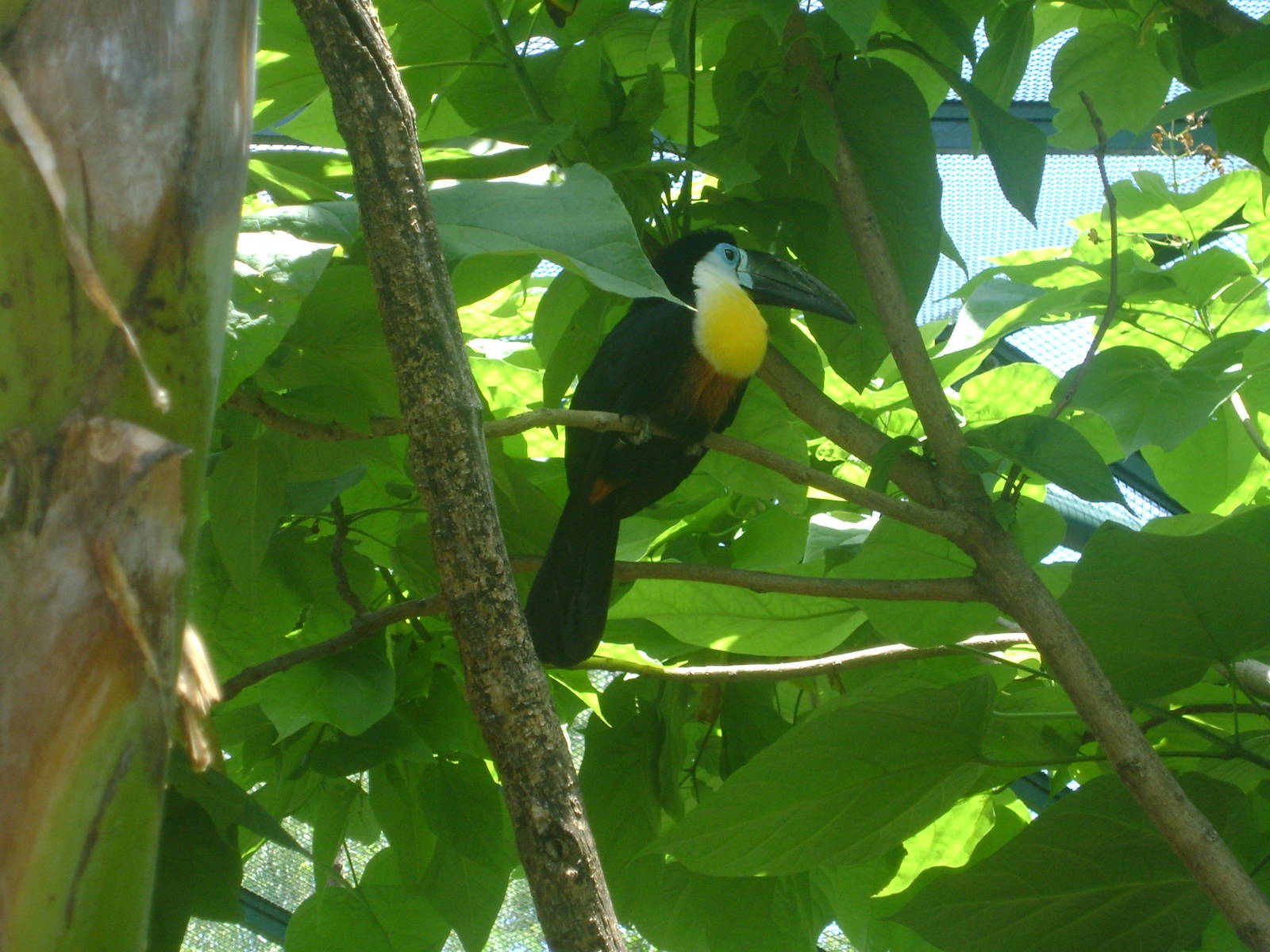 Channel-billed toucan (Ramphastos vitellinus vitellinus) - Temaiken