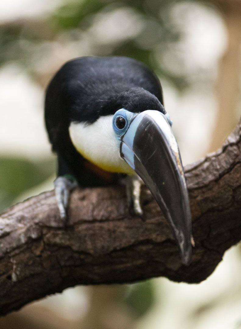 Channel-billed toucan (Ramphastos vitellinus vitellinus)